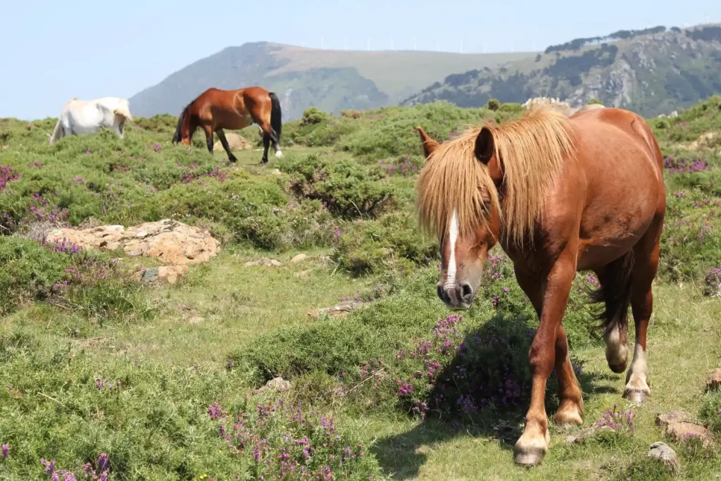 What did horses know that humans didn’t?