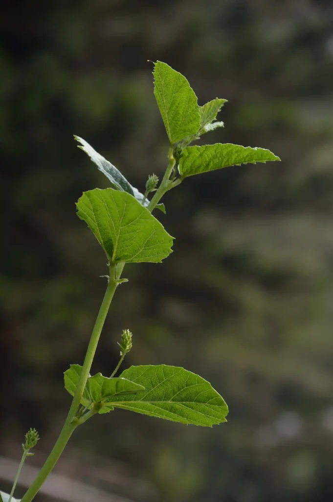 Why We Put Bakuchiol in Our Renewal Serum
